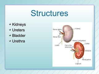 Structures
Kidneys
Ureters
Bladder
Urethra
 