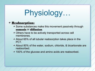 Physiology…
Reabsorption-
  Some substances make this movement passively through
  osmosis or diffusion.
  Others have to be actively transported across cell
  membranes.
  About 65% of all tubular reabsorption takes place in the
  PCT.
  About 80% of the water, sodium, chloride, & bicarbonate are
  reabsorbed.
  100% of the glucose and amino acids are reabsorbed.
 
