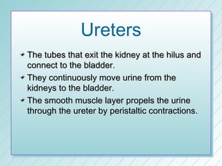 Ureters
The tubes that exit the kidney at the hilus and
connect to the bladder.
They continuously move urine from the
kidneys to the bladder.
The smooth muscle layer propels the urine
through the ureter by peristaltic contractions.
 
