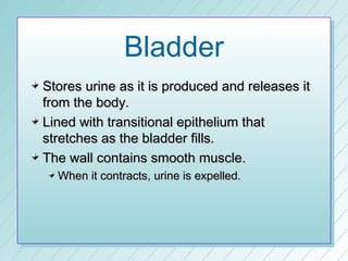 Bladder
Stores urine as it is produced and releases it
from the body.
Lined with transitional epithelium that
stretches as the bladder fills.
The wall contains smooth muscle.
  When it contracts, urine is expelled.
 