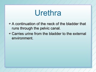 Urethra
A continuation of the neck of the bladder that
runs through the pelvic canal.
Carries urine from the bladder to the external
environment.
 