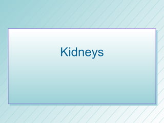 Kidneys
 