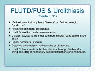 FLUTD/FUS & Urolithiasis
                      Colville p. 317
“Feline Lower Urinary Tract Disease” or “Feline Urologic
Syndrome”
Presence of mineral precipitates
Urolith’s are the most common cause
Calcium oxylate is the most common mineral found (urine is too
acidic)
Signs- hematuria, dysuria
Detected by urinalysis, radiographs or ultrasound.
Urolith’s that remain in the bladder can damage the bladder
lining, resulting in secondary bacterial infections and hematuria.
 
