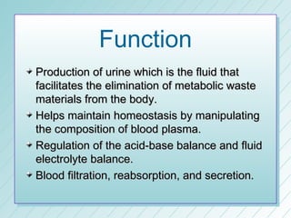 Function
Production of urine which is the fluid that
facilitates the elimination of metabolic waste
materials from the body.
Helps maintain homeostasis by manipulating
the composition of blood plasma.
Regulation of the acid-base balance and fluid
electrolyte balance.
Blood filtration, reabsorption, and secretion.
 