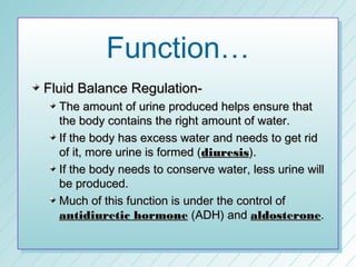 Function…
Fluid Balance Regulation-
  The amount of urine produced helps ensure that
  the body contains the right amount of water.
  If the body has excess water and needs to get rid
  of it, more urine is formed (diuresis).
  If the body needs to conserve water, less urine will
  be produced.
  Much of this function is under the control of
  antidiuretic hormone (ADH) and aldosterone.
 