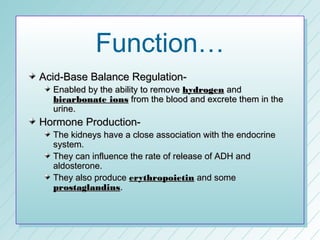 Function…
Acid-Base Balance Regulation-
  Enabled by the ability to remove hydrogen and
  bicarbonate ions from the blood and excrete them in the
  urine.
Hormone Production-
  The kidneys have a close association with the endocrine
  system.
  They can influence the rate of release of ADH and
  aldosterone.
  They also produce erythropoietin and some
  prostaglandins.
 
