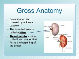 Gross Anatomy
Bean shaped and
covered by a fibrous
capsule.
The indented area is
called a hilus.
Renal pelvis- a urine
collection chamber that
forms the beginning of
the ureter
 