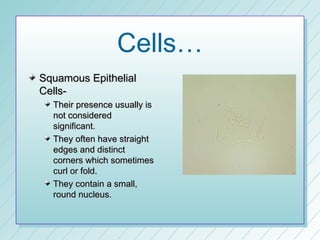 Cells…
Squamous Epithelial
Cells-
  Their presence usually is
  not considered
  significant.
  They often have straight
  edges and distinct
  corners which sometimes
  curl or fold.
  They contain a small,
  round nucleus.
 