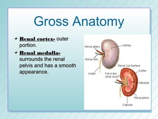 Gross Anatomy
Renal cortex- outer
portion.
Renal medulla-
surrounds the renal
pelvis and has a smooth
appearance.
 