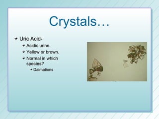 Crystals…
Uric Acid-
  Acidic urine.
  Yellow or brown.
  Normal in which
  species?
     Dalmations
 