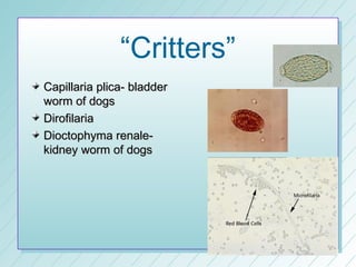 “Critters”
Capillaria plica- bladder
worm of dogs
Dirofilaria
Dioctophyma renale-
kidney worm of dogs
 