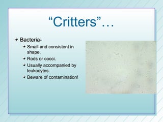 “Critters”…
Bacteria-
  Small and consistent in
  shape.
  Rods or cocci.
  Usually accompanied by
  leukocytes.
  Beware of contamination!
 