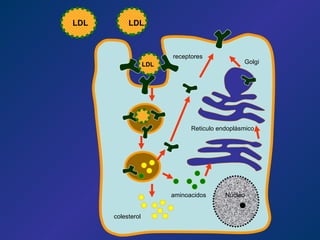 LDL LDL aminoacidos colesterol Núcleo receptores Reticulo endoplásmico Golgi LDL 