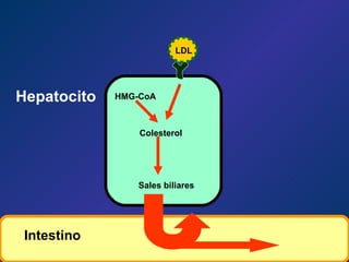 LDL HMG-CoA Colesterol Sales biliares Intestino Hepatocito 