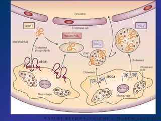 NATURE REVIEWS,  VOLUME 4 ;   MARCH 2005 :193-205 