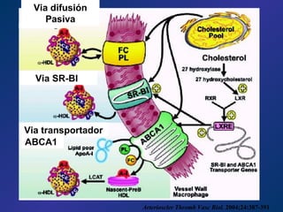 Arterioscler Thromb Vasc Biol.  2004;24:387-391 Via difusión Pasiva Via SR-BI  Via transportador  ABCA1  