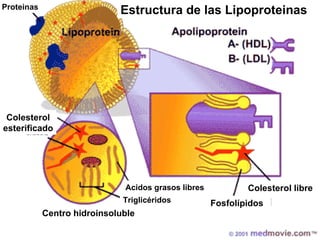 Fosfolípidos Colesterol libre Estructura de las Lipoproteinas Proteinas Centro hidroinsoluble Acidos grasos libres Triglicéridos Colesterol esterificado 