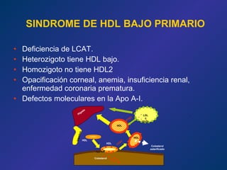 SINDROME DE HDL BAJO PRIMARIO Deficiencia de LCAT. Heterozigoto tiene HDL bajo. Homozigoto no tiene HDL2 Opacificación corneal, anemia, insuficiencia renal, enfermedad coronaria prematura. Defectos moleculares en la Apo A-I. Colesterol HDL HDL HDL HDL LCAT Colesterol esterificado LDL ó VLDL PTEC Hígado Intestino Apo A-I 