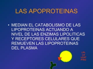 LAS APOPROTEINAS MEDIAN EL CATABOLISMO DE LAS LIPOPROTEINAS ACTUANDO A NIVEL DE LAS ENZIMAS LIPOLITICAS Y RECEPTORES CELULARES QUE REMUEVEN LAS LIPOPROTEINAS DEL PLASMA LPL LH LCAT PTEC 