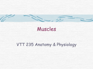 Muscles

VTT 235 Anatomy & Physiology
 