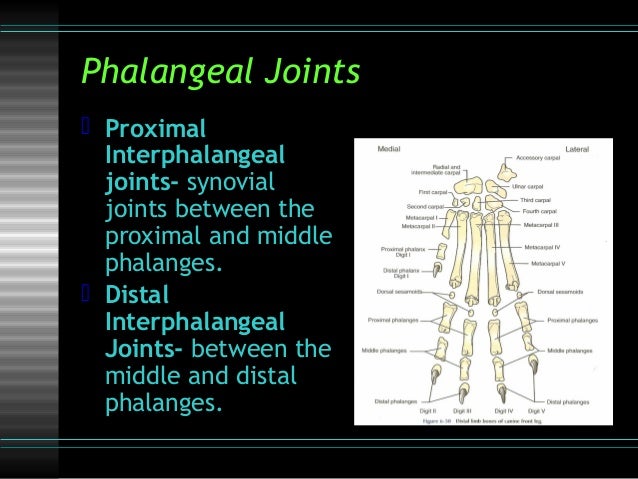 lp 4 joints 2008 the union of the proximal and middle phalanges form joints