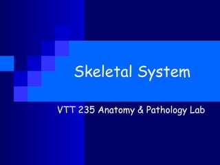 Skeletal System

VTT 235 Anatomy & Pathology Lab
 