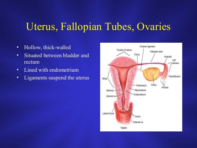 Lp 5 introduction to obstetrics jan 21