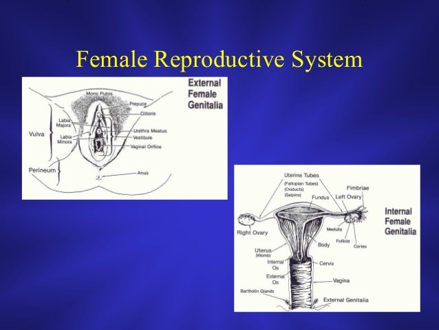 Lp 5 introduction to obstetrics jan 21