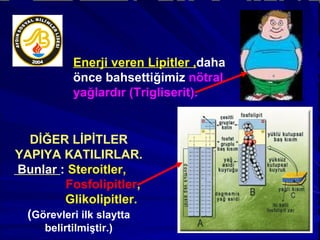 DİĞER LİPİTLER YAPIYA KATILIRLAR. Bunlar  :  Steroitler,  Fosfolipitler , Glikolipitler. ( Görevleri ilk slaytta belirtilmiştir.)‏ Enerji veren Lipitler , daha önce bahsettiğimiz  nötral yağlardır (Trigliserit).  
