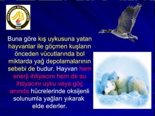Buna göre  kış uykusuna yatan hayvanlar ile göçmen kuşların önceden vücutlarında bol miktarda yağ depolamalarının sebebi de  budur. Hayvan  hem enerji ihtiyacını hem de su ihtiyacını uyku veya göç anında  hücrelerinde oksijenli solunumla yağları yıkarak  elde ederler. 