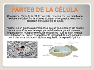 PARTES DE LA CÈLULA
Citoplasma: Parte de la célula que esta, rodeada por una membrana,
 excluye al núcleo. Su función es albergar los orgánelos celulares y
                 contribuir al movimiento de estos.

Núcleo: Es un orgánelo membranoso que se encuentra en las células
  eucariotas. Contiene la mayor parte del material genético celular,
organizado en múltiples moléculas lineales de ADN de gran longitud.
  La función del núcleo es mantener la integridad de esos genes y
  controlar las actividades celulares regulando la expresión génica.
 