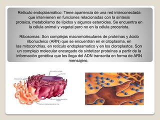 Retículo endoplasmàtico: Tiene apariencia de una red interconectada
       que intervienen en funciones relacionadas con la síntesis
proteica, metabolismo de lípidos y algunos esteroides. Se encuentra en
       la célula animal y vegetal pero no en la célula procariota.

  Ribosomas: Son complejas macromoleculares de proteínas y ácido
      ribonucleico (ARN) que se encuentran en el citoplasma, en
las mitocondrias, en retículo endoplasmatico y en los cloroplastos. Son
 un complejo molecular encargado de sintetizar proteínas a partir de la
información genética que les llega del ADN transcrita en forma de ARN
                               mensajero.
 