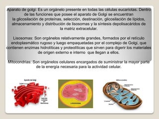 Aparato de golgi: Es un orgánelo presente en todas las células eucariotas. Dentro
          de las funciones que posee el aparato de Golgi se encuentran
  la glicosilación de proteínas, selección, destinación, glicosilación de lípidos,
  almacenamiento y distribución de lisosomas y la síntesis depolisacáridos de
                              la matriz extracelular.

    Lisosomas: Son orgánelos relativamente grandes, formados por el retículo
  endoplasmático rugoso y luego empaquetadas por el complejo de Golgi, que
contienen enzimas hidrolíticas y proteolíticas que sirven para digerir los materiales
                de origen externo e interno que llegan a ellos.

Mitocondrias: Son orgánelos celulares encargados de suministrar la mayor parte
               de la energía necesaria para la actividad celular.
 
