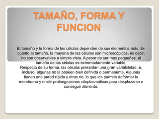 TAMAÑO, FORMA Y
            FUNCION
El tamaño y la forma de las células dependen de sus elementos más. En
cuanto al tamaño, la mayoría de las células son microscópicas, es decir,
   no son observables a simple vista. A pesar de ser muy pequeñas el
            tamaño de las células es extremadamente variable.
  Respecto de su forma, las células presentan una gran variabilidad, e,
    incluso, algunas no la poseen bien definida o permanente. Algunas
     tienen una pared rígida y otras no, lo que les permite deformar la
 membrana y emitir prolongaciones citoplasmáticas para desplazarse o
                            conseguir alimento.
 