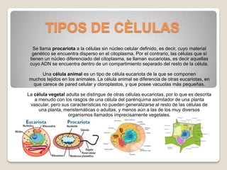 TIPOS DE CÈLULAS
   Se llama procariota a la células sin núcleo celular definido, es decir, cuyo material
  genético se encuentra disperso en el citoplasma. Por el contrario, las células que sí
 tienen un núcleo diferenciado del citoplasma, se llaman eucariotas, es decir aquellas
 cuyo ADN se encuentra dentro de un compartimiento separado del resto de la célula.

     Una célula animal es un tipo de célula eucariota de la que se componen
muchos tejidos en los animales. La célula animal se diferencia de otras eucariotas, en
 que carece de pared celular y cloroplastos, y que posee vacuolas más pequeñas.

La célula vegetal adulta se distingue de otras células eucariotas, por lo que es descrita
   a menudo con los rasgos de una célula del parénquima asimilador de una planta
 vascular, pero sus características no pueden generalizarse al resto de las células de
     una planta, meristemáticas o adultas, y menos aún a las de los muy diversos
                   organismos llamados imprecisamente vegetales.
 