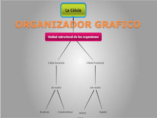 ORGANIZADOR GRAFICO
 