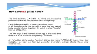 Laminine - l.p.g.n. Angela B.