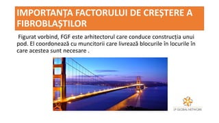 IMPORTANȚA FACTORULUI DE CREȘTERE A
FIBROBLAȘTILOR
Figurat vorbind, FGF este arhitectorul care conduce construcția unui
pod. El coordonează cu muncitorii care livrează blocurile în locurile în
care acestea sunt necesare .
 