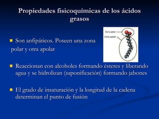 Propiedades fisicoquímicas de los ácidos grasos Son anfipáticos. Poseen una zona polar y otra apolar Reaccionan con alcoholes formando ésteres y liberando agua y se hidrolizan (saponificación) formando jabones El grado de insaturación y la longitud de la cadena determinan el punto de fusión 