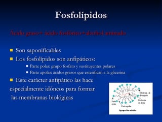 Fosfolípidos Ácido graso+ ácido fosfórico+alcohol aminado Son saponificables Los fosfolípidos son anfipáticos: Parte polar: grupo fosfato y sustituyentes polares Parte apolar: ácidos grasos que esterifican a la glicerina Este carácter anfipático las hace especialmente idóneos para formar las membranas biológicas 