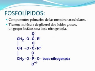 FOSFOLÍPIDOS:Componentes primarios de las membranas celulares.Tienen: molécula de glicerol dos ácidos grasos,          un grupo fosfato, una base nitrogenada.