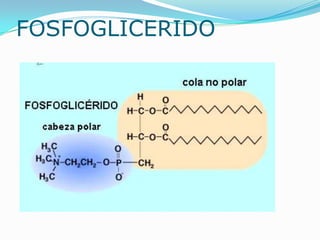 FOSFOGLICERIDO