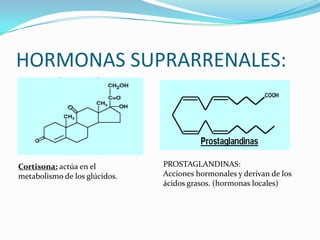 HORMONAS SUPRARRENALES: PROSTAGLANDINAS:Acciones hormonales y derivan de los ácidos grasos. (hormonas locales)Cortisona: actúa en el metabolismo de los glúcidos.