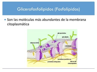 Glicerofosfolípidos (Fosfolípidos)

 Son las moléculas más abundantes de la membrana
 citoplasmática
 