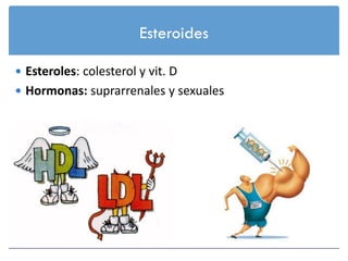 Esteroides

 Esteroles: colesterol y vit. D
 Hormonas: suprarrenales y sexuales
 