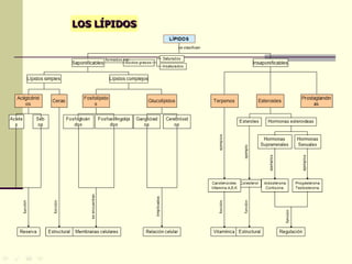 Nutricion Metabolismo Lípidos