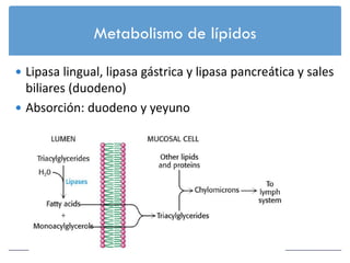 Metabolismo de lípidos

 Lipasa lingual, lipasa gástrica y lipasa pancreática y sales
  biliares (duodeno)
 Absorción: duodeno y yeyuno
 