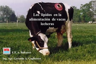 Los  lipídos  en la alimentación  de vacas lecheras E.E.A. Balcarce Ing. Agr. Gerardo A. Gagliostro 