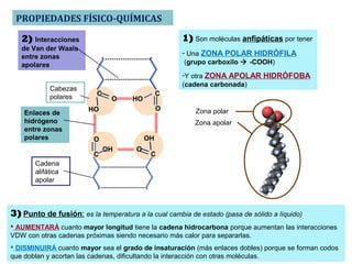 Los ácidos grasos esenciales
Los tres ácidos grasos poliinsaturados (linoléico, linolénico y araquidónico)
Antiguamente llamados Vitamina F (“fat”)
Esenciales para el desarrollo.
Los humanos y otros animales no podemos sintetizarlos y debemos ingerirlos
en la dieta, si los vegetales (así los incorporamos a la dieta)
Los ácidos grasos omega son los que encontramos en el pescado
azul. También se les conoce como a.g. esenciales pues nuestro
organismo no puede fabricarlos. Encontramos:
Omega 3: Linolénico y omega 6: linolénico y araquidónico
 