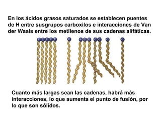 Los ácidos grasos del pescado tienen numerosas propiedades beneficiosas
para la salud
Una investigación realizada durante 2006 en la Universidad de Australia del Sur
ha demostrado que combinar el consumo de pescado y la práctica de ejercicio
físico es muy beneficioso para nuestra salud.
Los resultados de la investigación
han confirmado que los ácidos
grasos presentes en el pescado
pueden ayudar a mantener un peso
adecuado si su consumo se combina
con una práctica moderada de
ejercicio. Esta Universidad ha
evaluado durante tres meses a 68
personas con sobrepeso divididas en
varios grupos. El grupo
al que se le ha suministrado
pequeñas dosis diarias de aceite de
pescado junto a su dieta normal y
que han realizado 5 minutos de
ejercicio durante tres días a la
semana, han perdido dos kilogramos
de media por persona; mientras que
el resto de los grupos, a los que se
les ha dado
Diario de la Ciencia
aceite de girasol en vez de pescado,
no han perdido peso.
«Los Omega 3 hallados en el aceite
de pescado aumentan la capacidad
de quemar grasas, mejorando la
circulación sanguínea hacia los
músculos mientras se realiza
ejercicio», dijo la investigadora
universitaria Alison Hill. A su vez,
un reciente estudio del Centro
Médico de la Rush University,en
Chicago,
ha revelado que los ácidos grasos
Omega 3 del pescado ayudan a
proteger al cerebro del
envejecimiento, impulsando las
funciones cerebrales
y reduciendo el riesgo de padecer
accidentes cerebrovasculares.
 